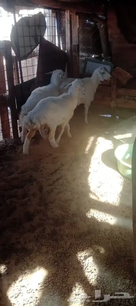 طليان حبص 6شهور 0