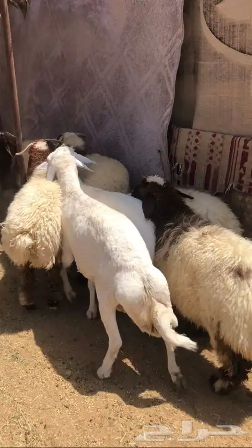 7 خرفان جذعان فل شحم جزلات تصلح مناسبات 1