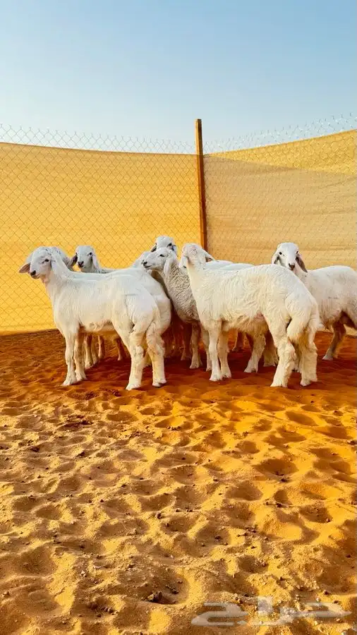 ابو عبدالله للذبايح 6