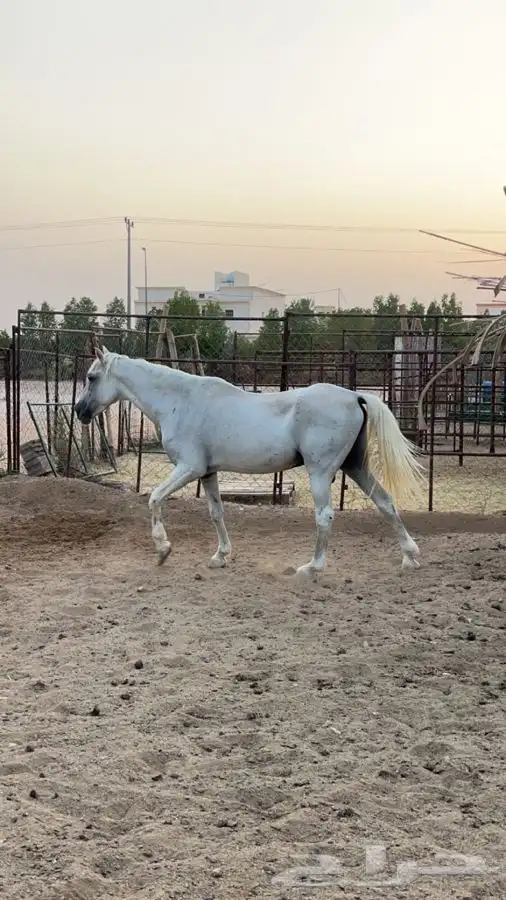 خيل شعبي 3
