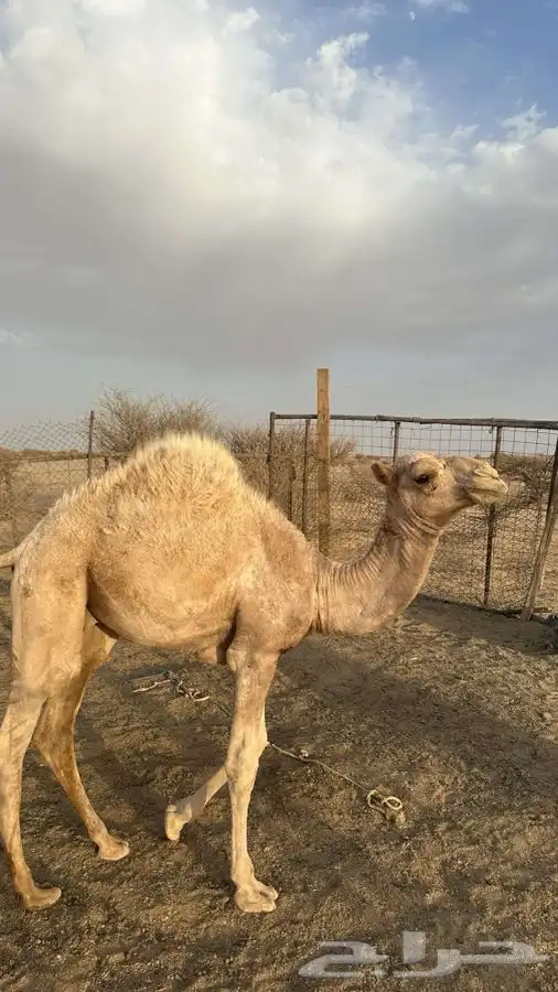 قعود البيع على ربيع وحليب امه 0
