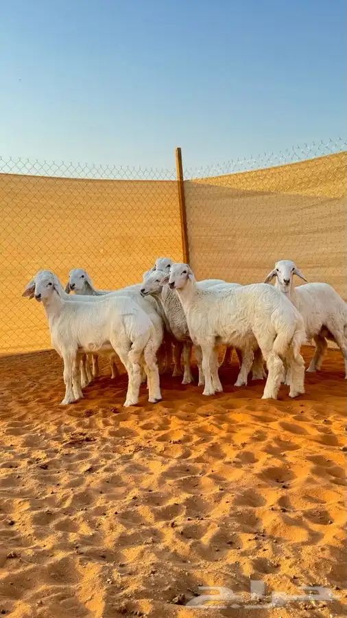 ابو عبدالله للذبايح 7