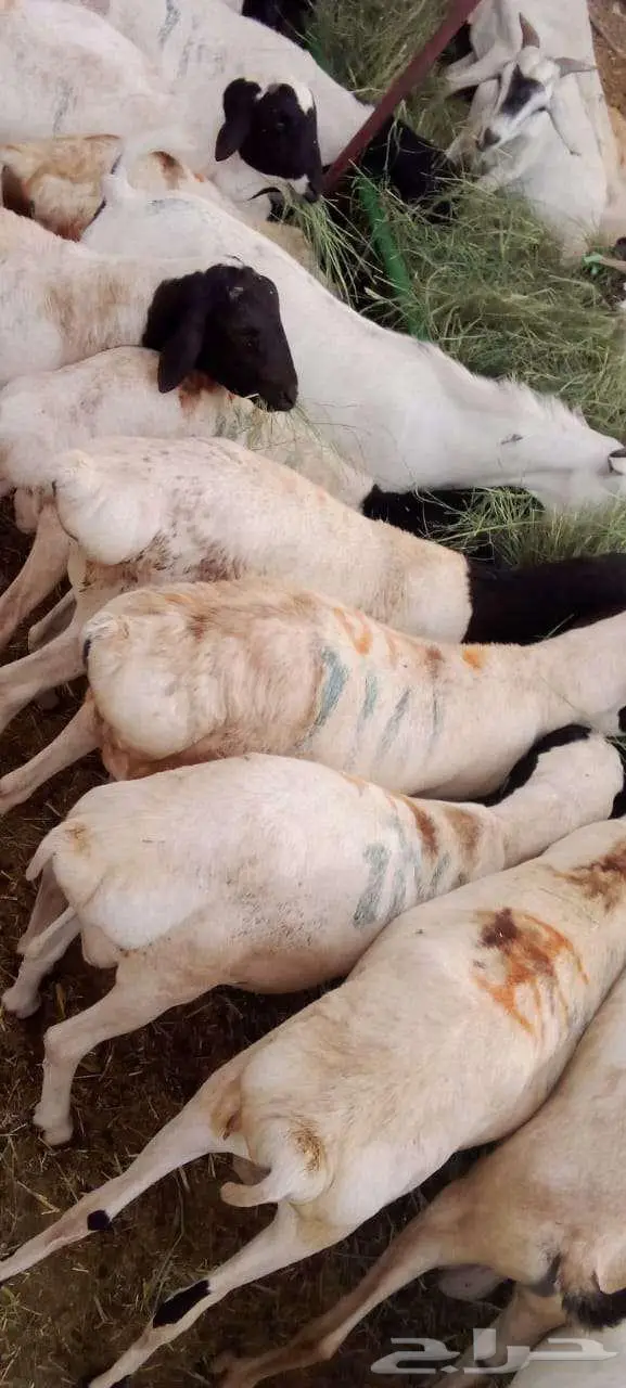 برابر وتيوس و قعدان مستوردة للبيع جملة 5