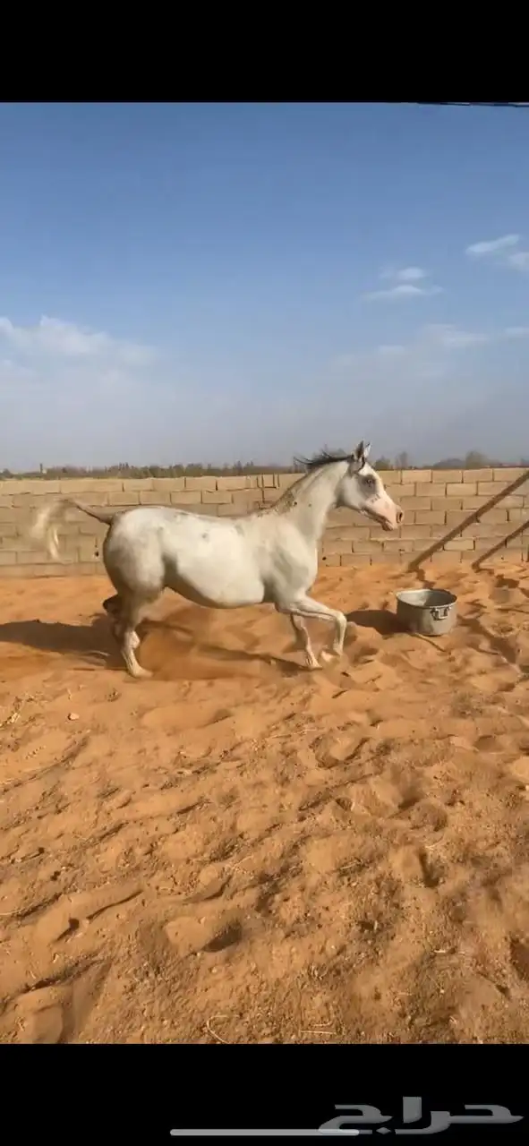 فرس شعبيه 9