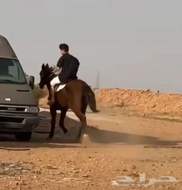 فرس تحمل مستوردة من أوروبا 0