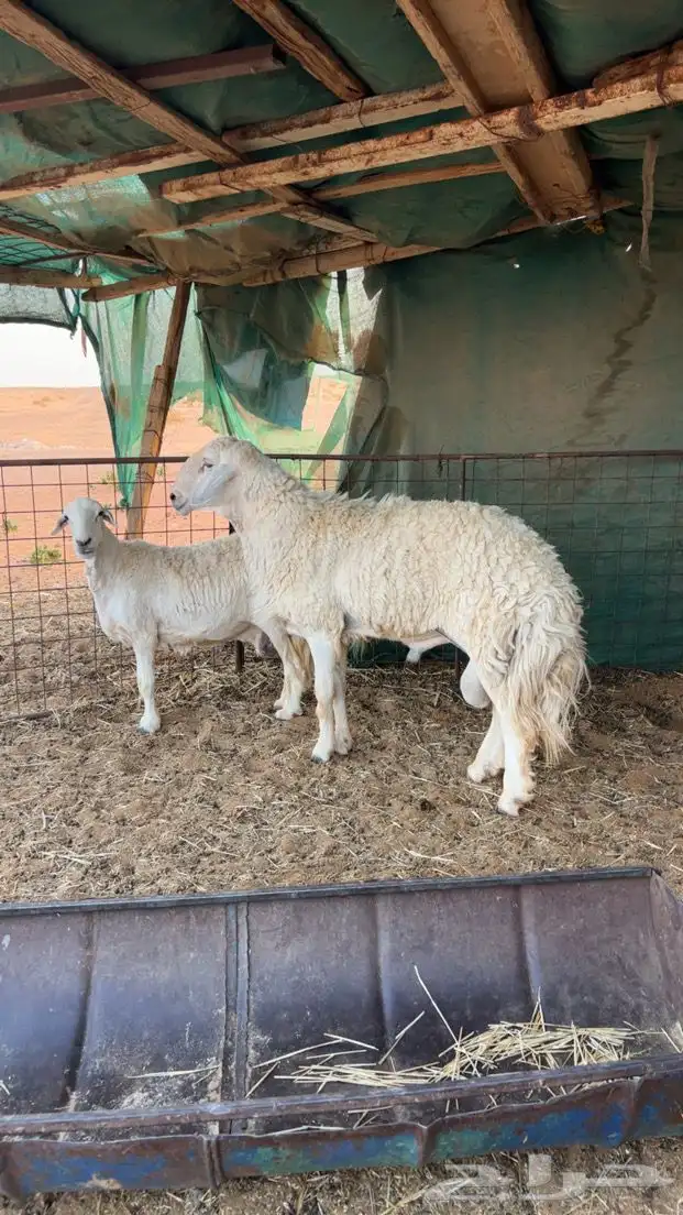 فحل حري فاخررر 1