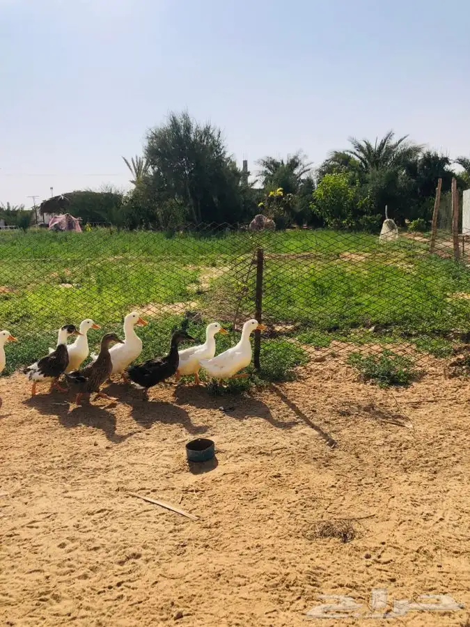 بط بكيني 2