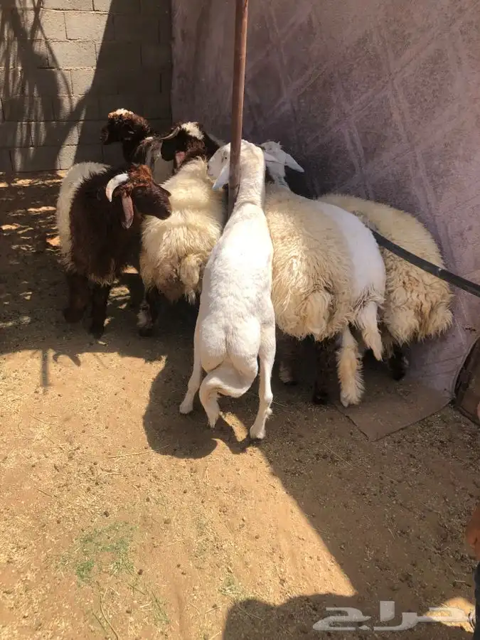 7 خرفان جذعان فل شحم جزلات تصلح مناسبات 4