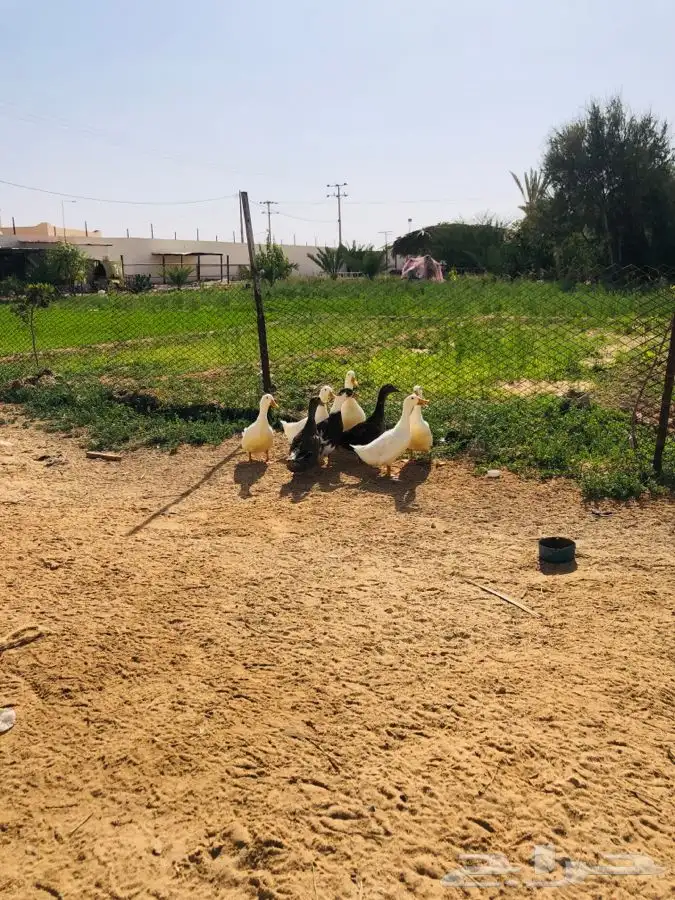 بط بكيني 1