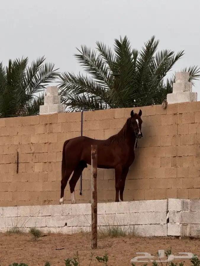 حصان فحل 1