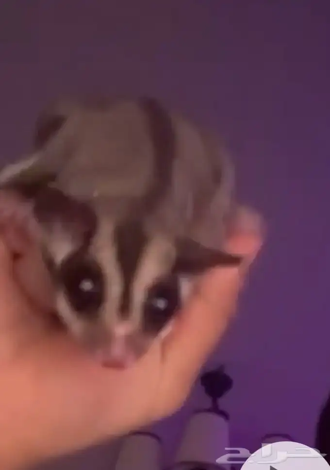 شوقر قلايدر 1