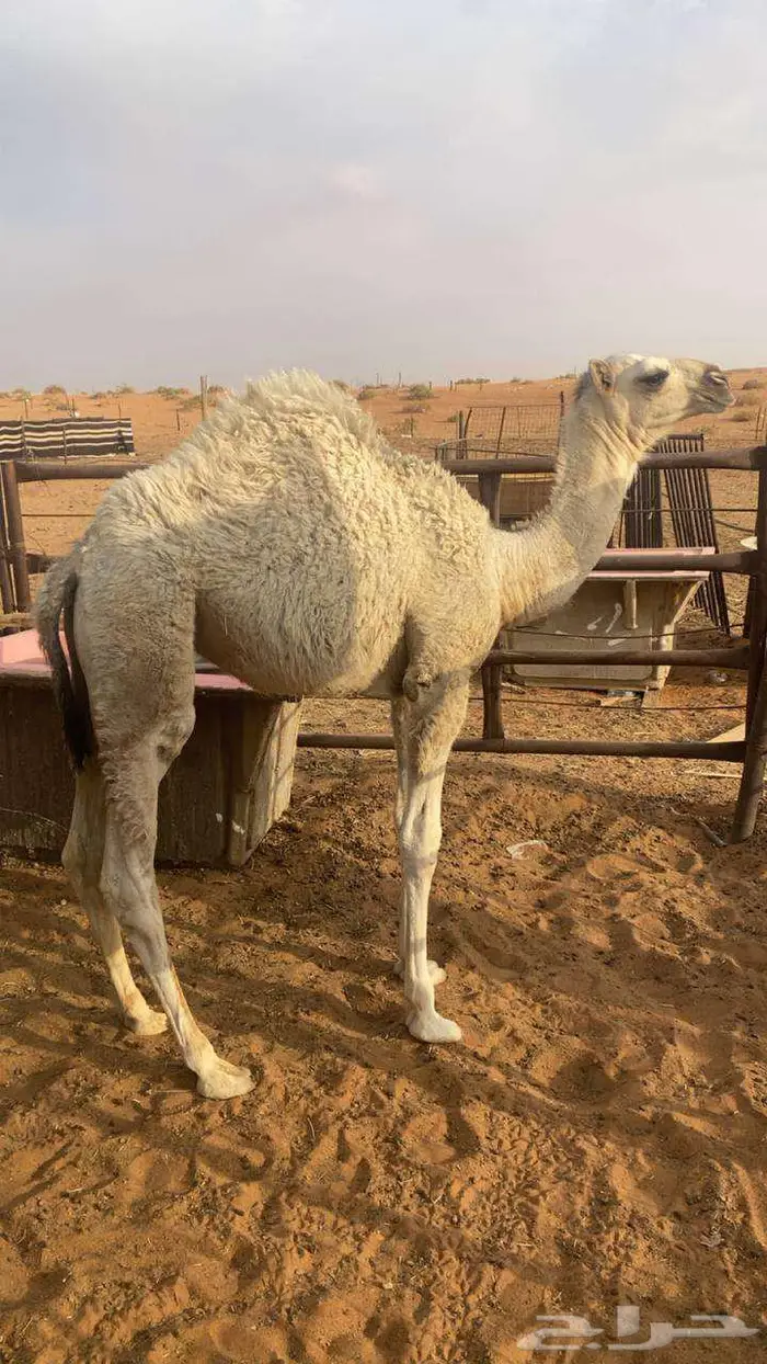 للبيع بكره العمر 4 شهور 1