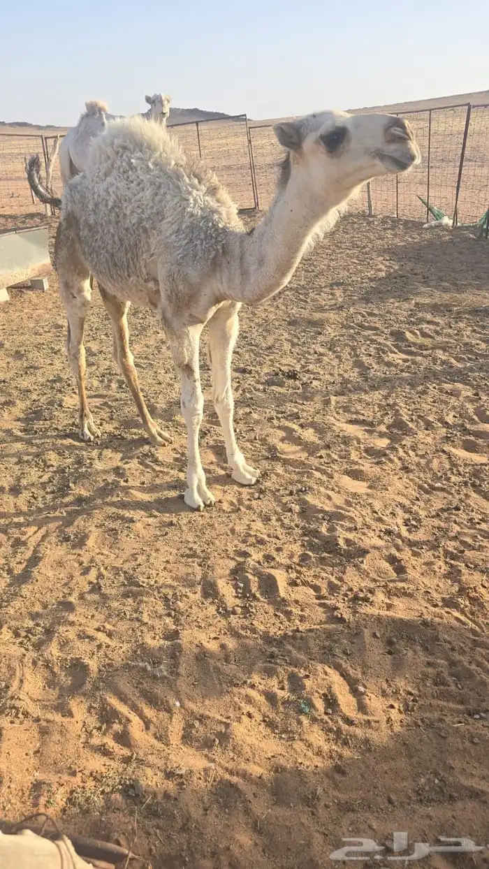 حشو حيران الموقع حائل 1