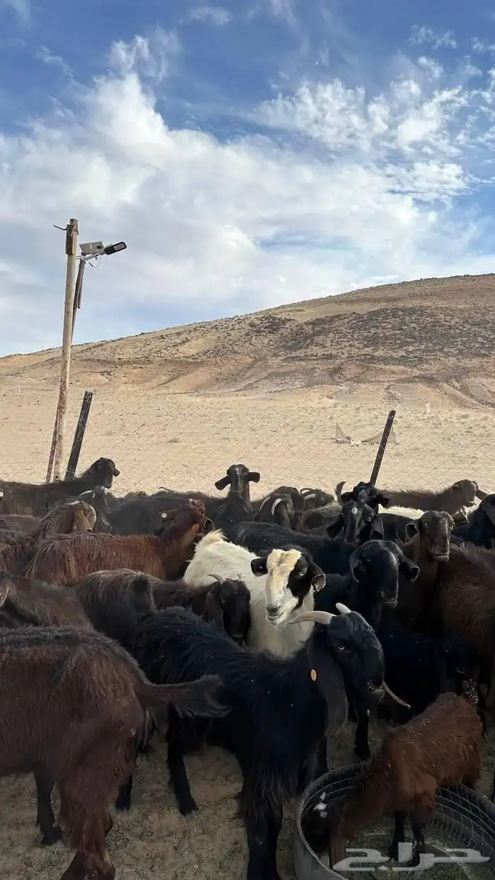 معزا شامية صنف وسلم تبارك الله سلالتهن طيبه ولهن مراكز 0