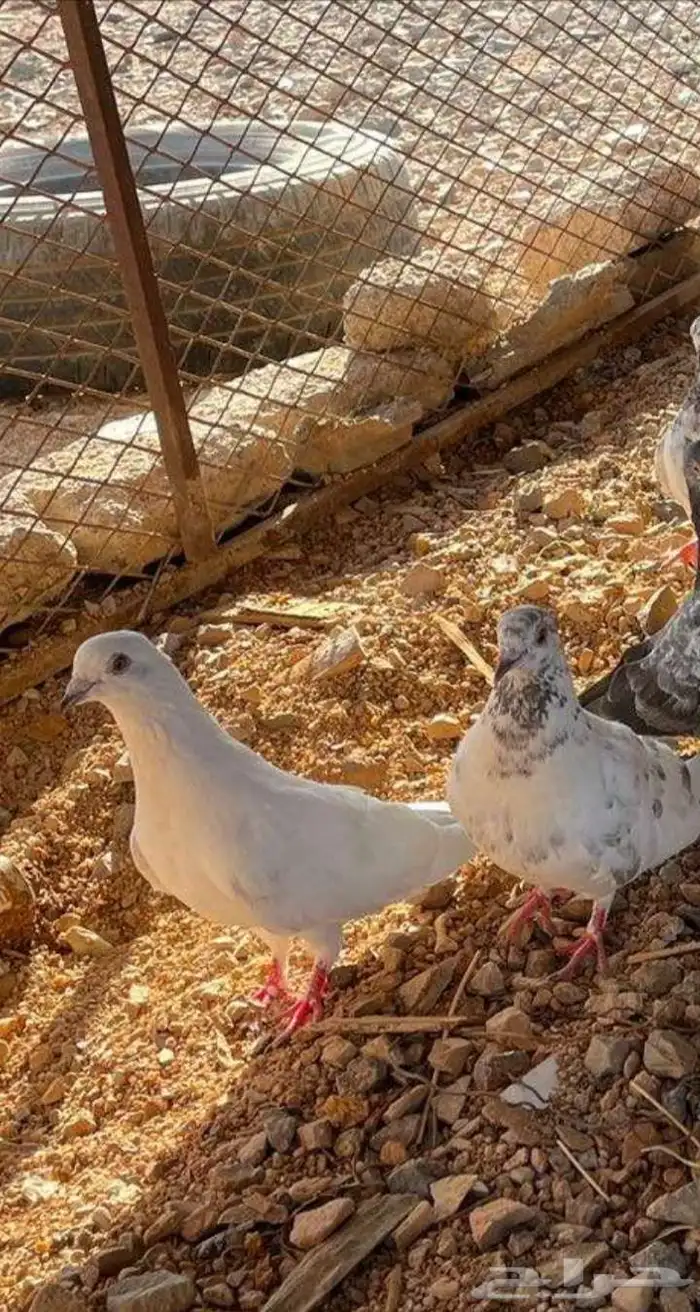 حمام لبيع 1