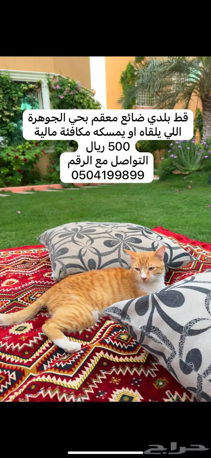 قط ضايع ومكافئة 500ريال 0