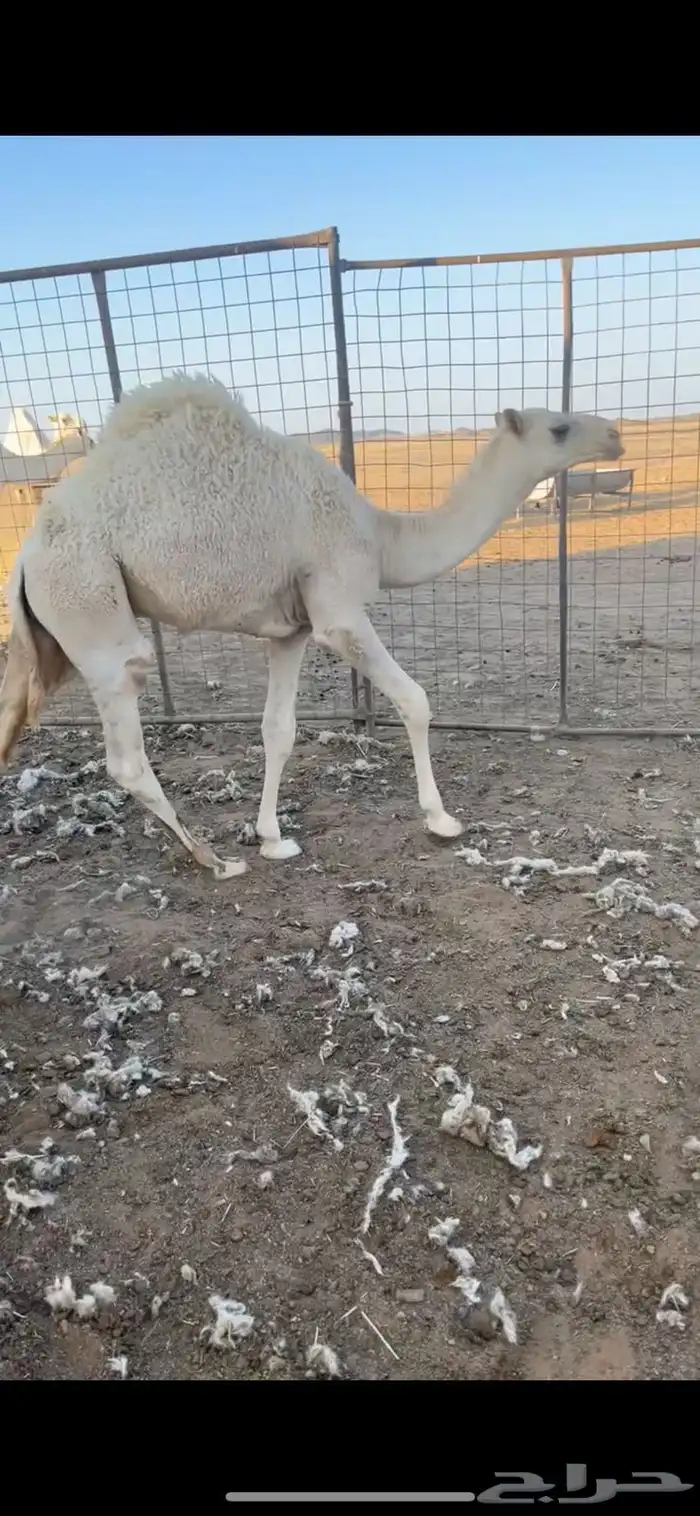 حشو حيران الموقع حائل 0