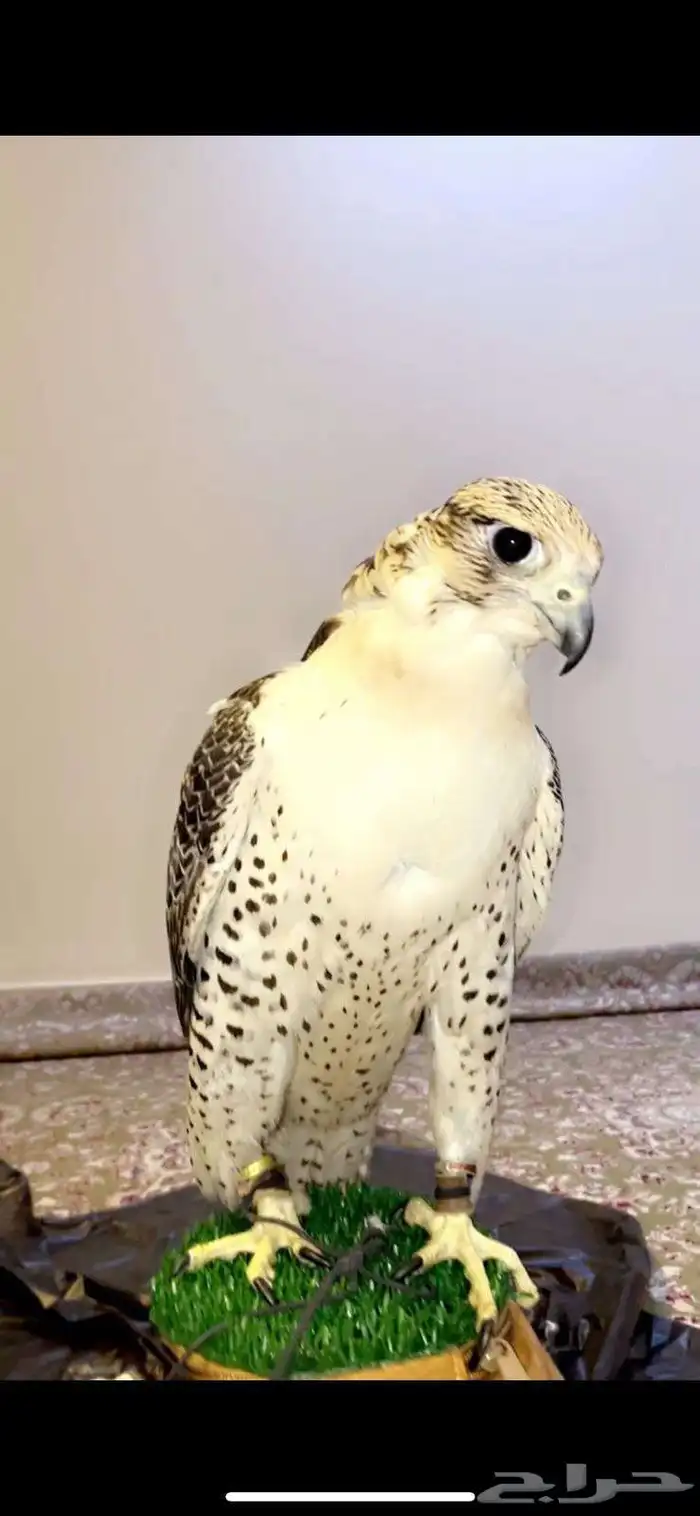 تاجير صقور 2