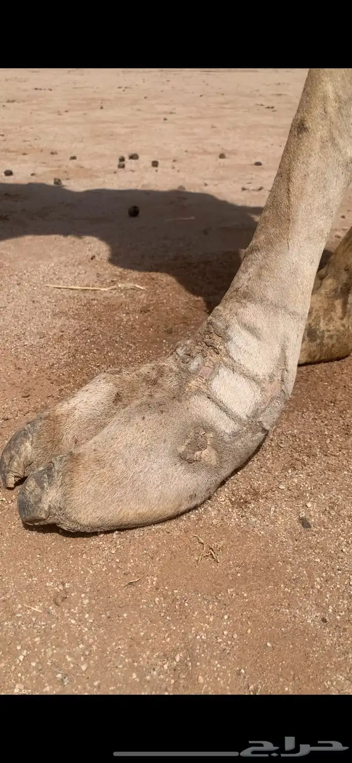 لبيع رحول 1
