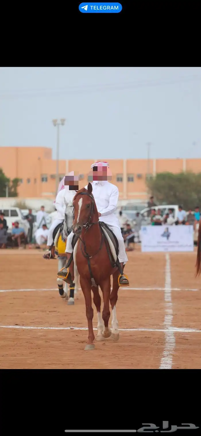 حصان شعبي 3