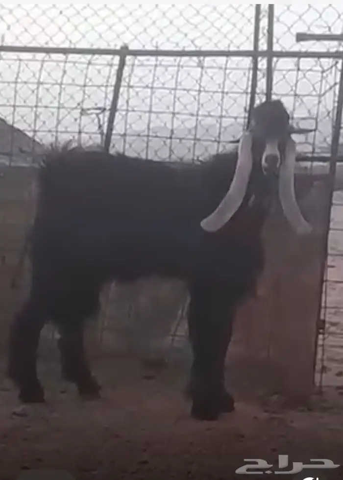 فحل عارضي فاخر 1