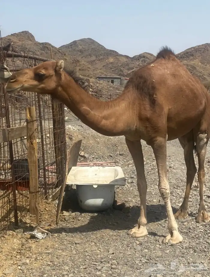بكره لقحه حمر طيبه تم البيع 2