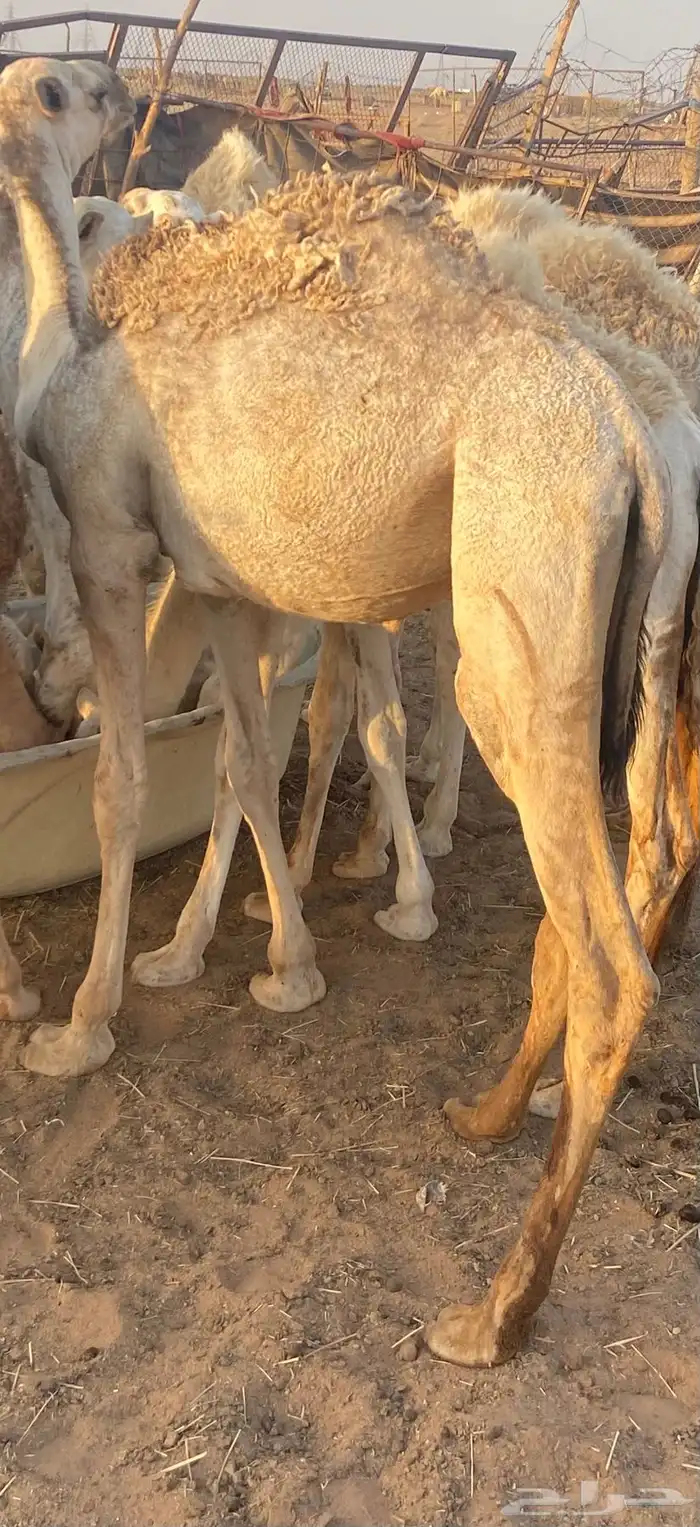 للبيع بكار ثنتين 2