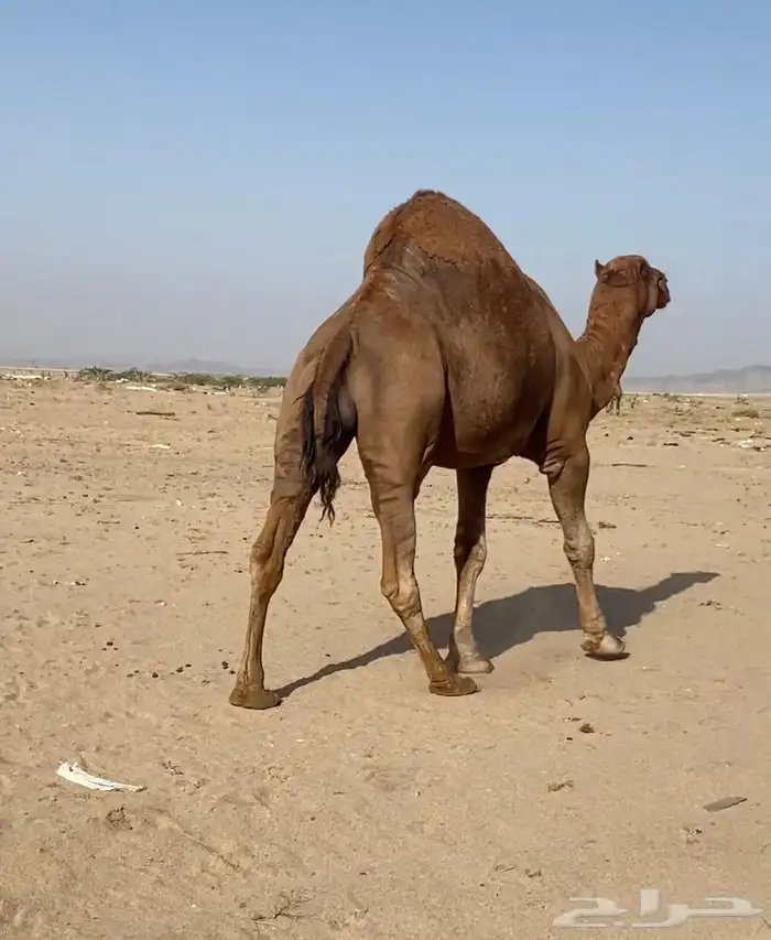جمل احمر للبيع((تم البيع)) 3
