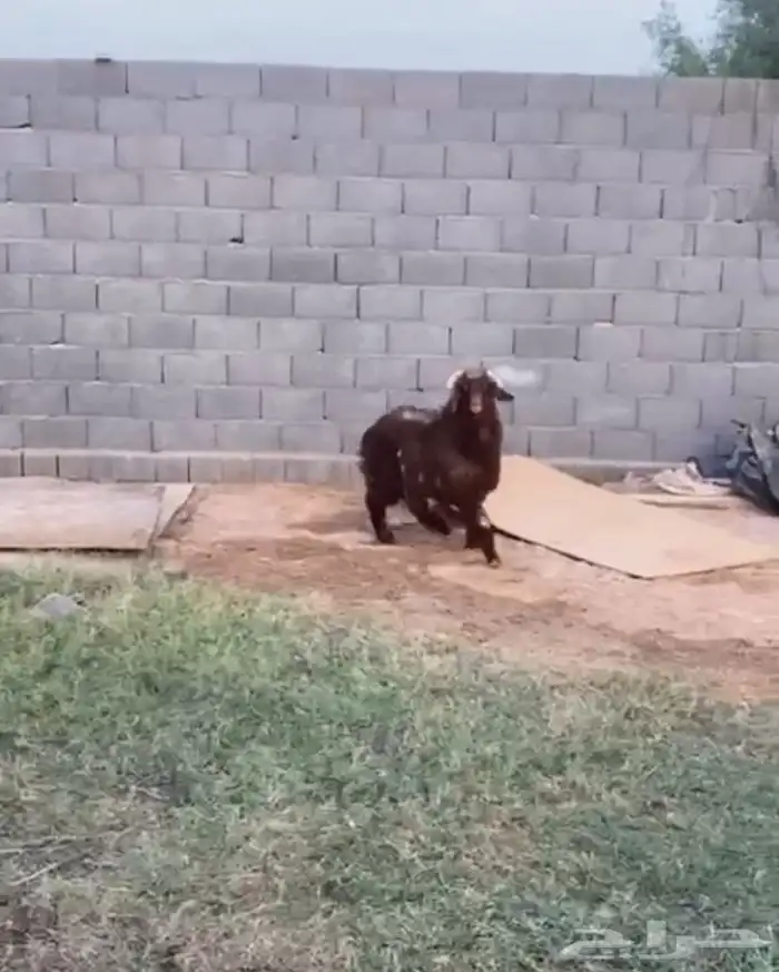 خروف 0