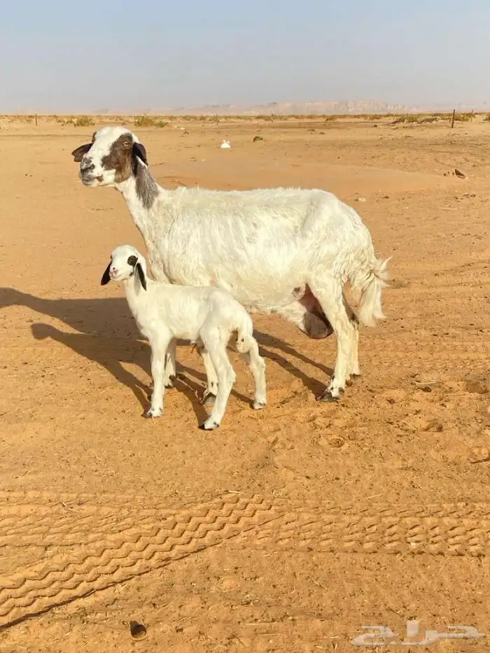حريه متبع 0