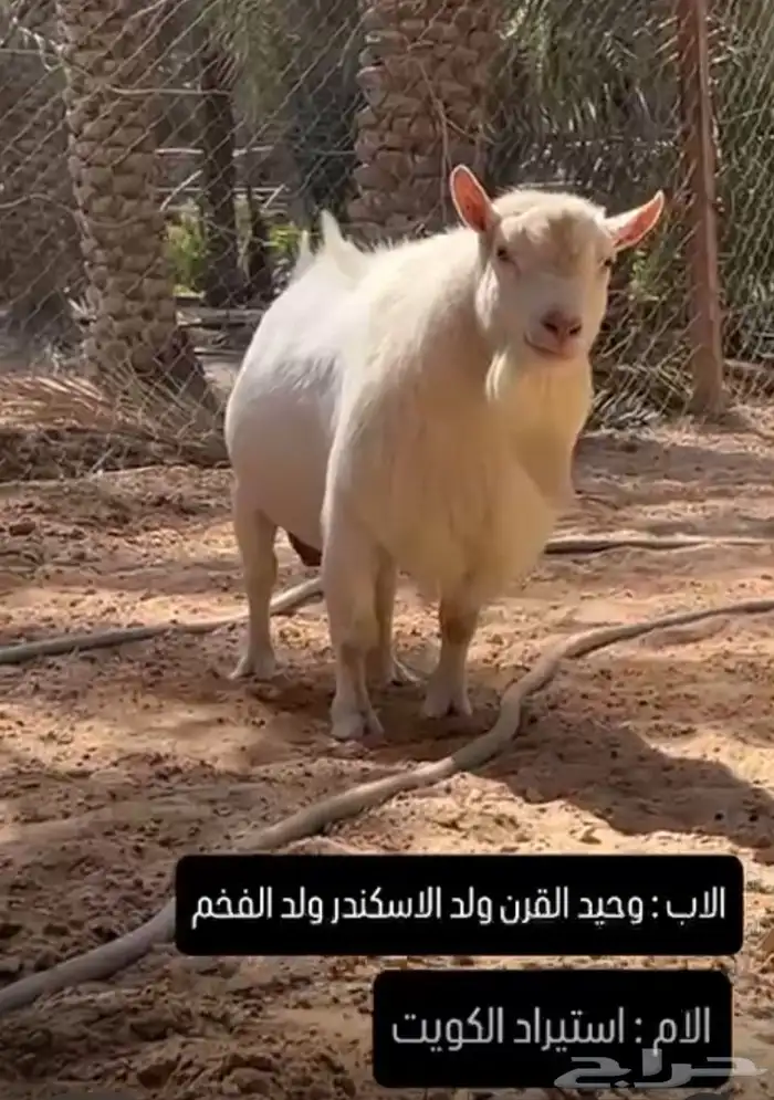 ماغز قزمي 0