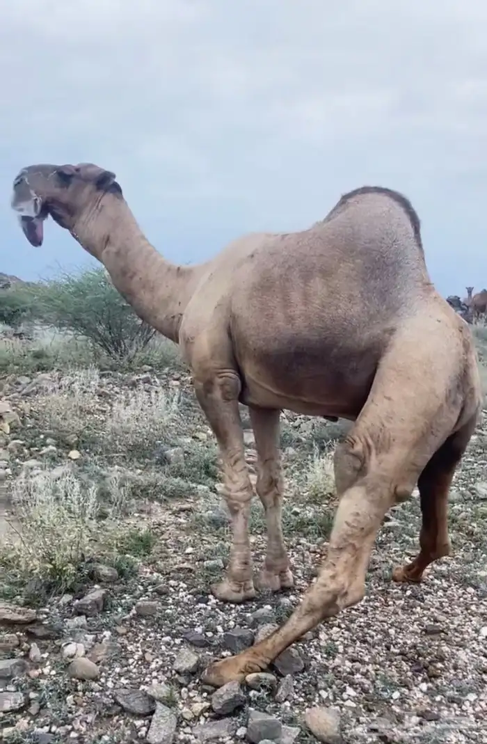 بعير فحل كفو 0