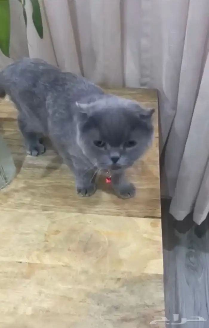 قط سكوتش فولد للتبني 1