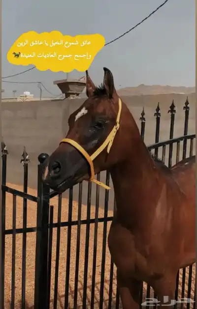 حصان وراق 2
