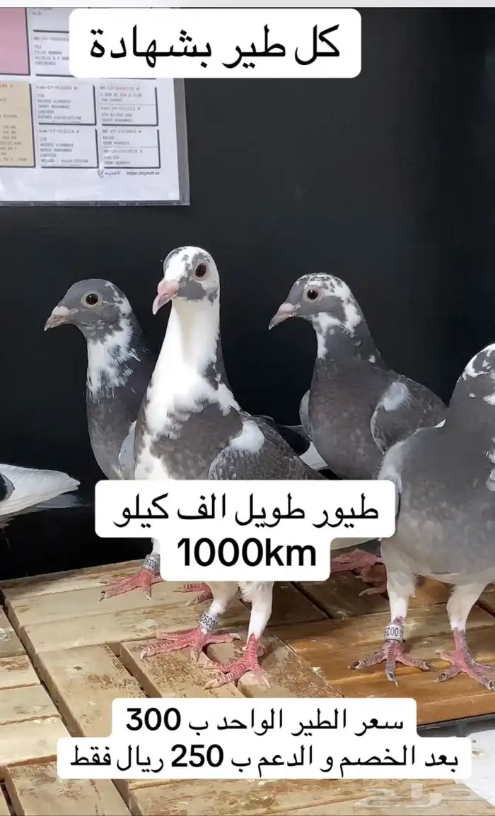 زاجل سباق طويل الف كيلو ( عرض جديد ) تم البيع 0