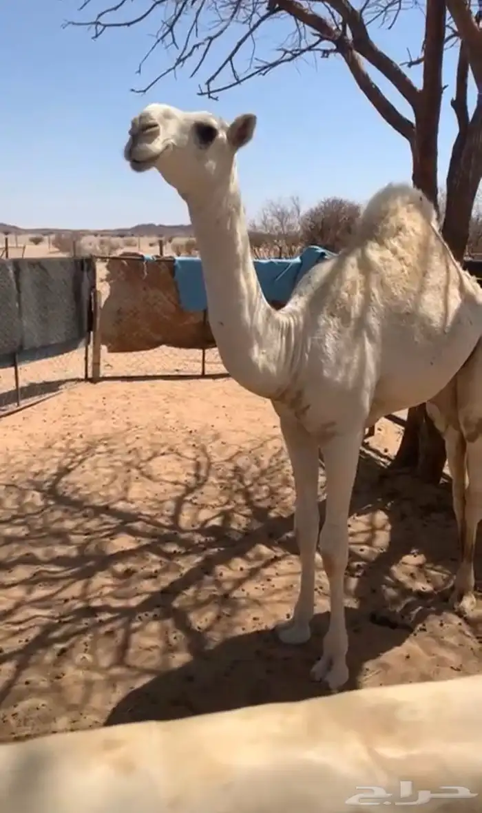 بكره باتليه كفوو عضم وطفاح 1