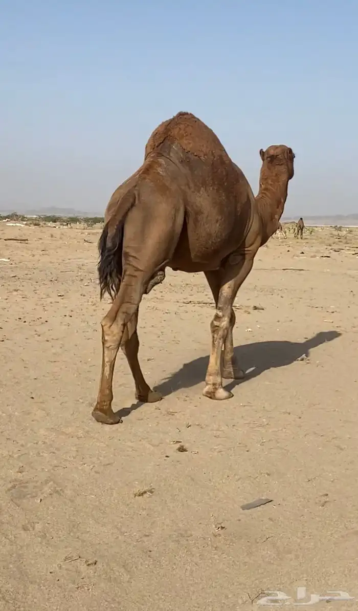 جمل احمر للبيع((تم البيع)) 2