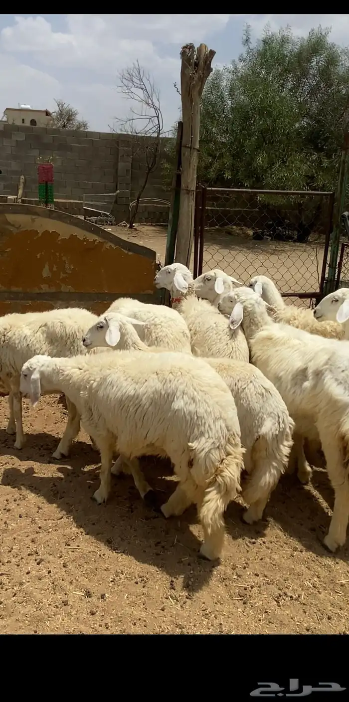 تم البيع 4