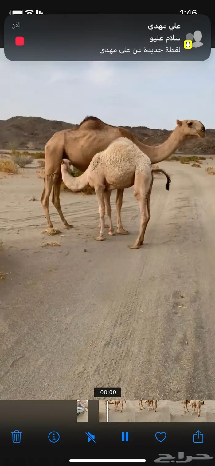 بكره كفوو مقنوي للي ب يقني ومقصبه للي بيقصب شي ةفو 2
