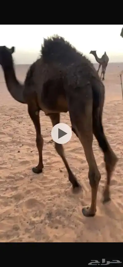 مفرود وحقه طيبه 1