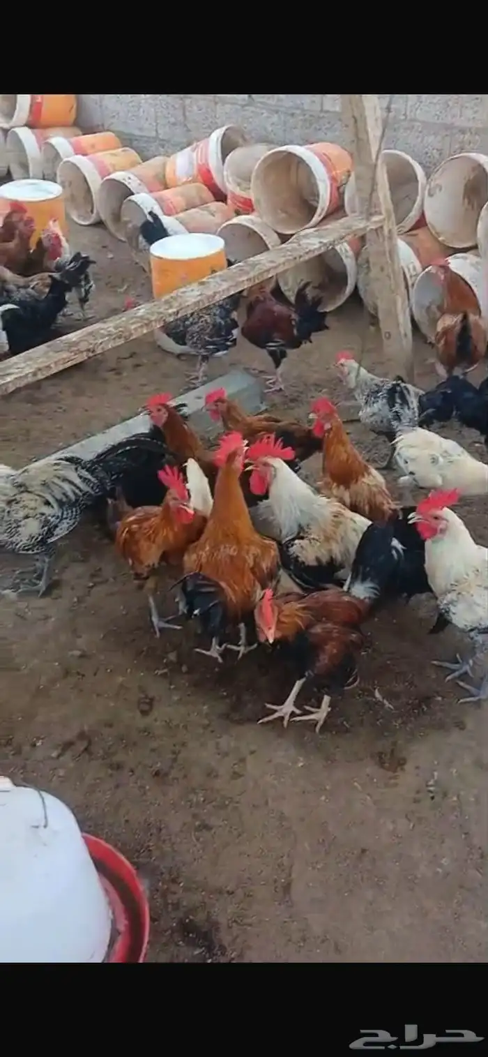 دجاج بلدي 0