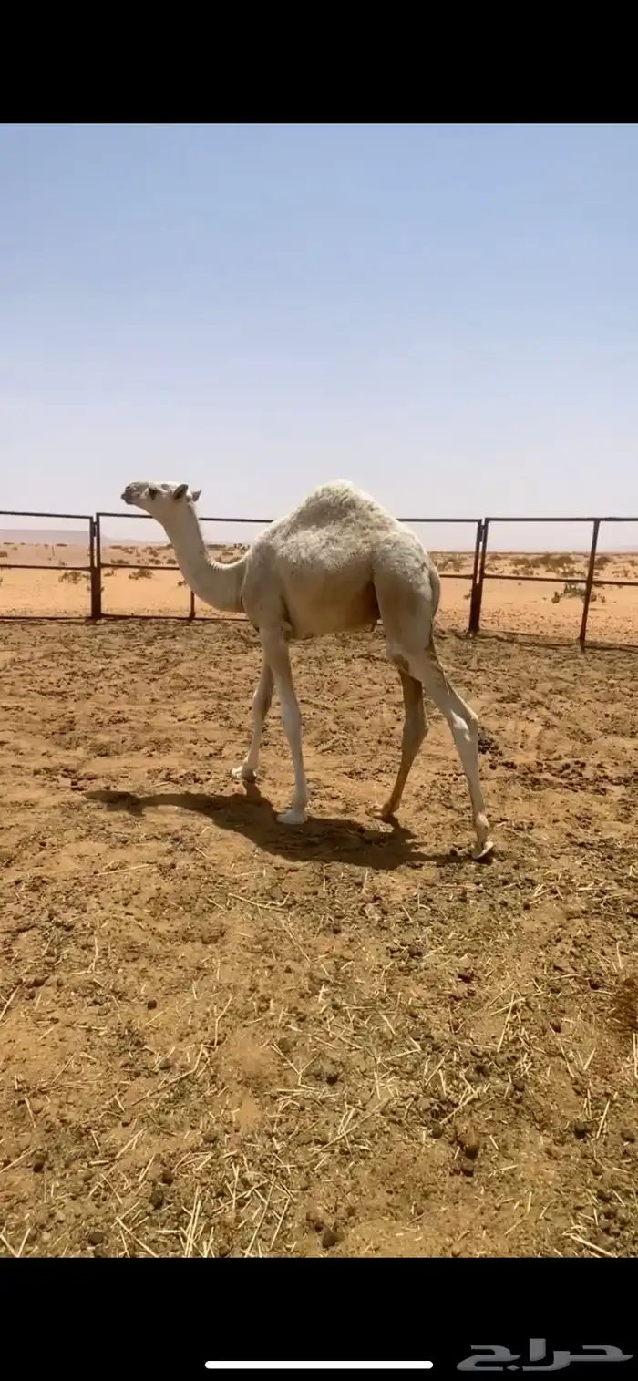 للبيع قعدان لبانيات 1