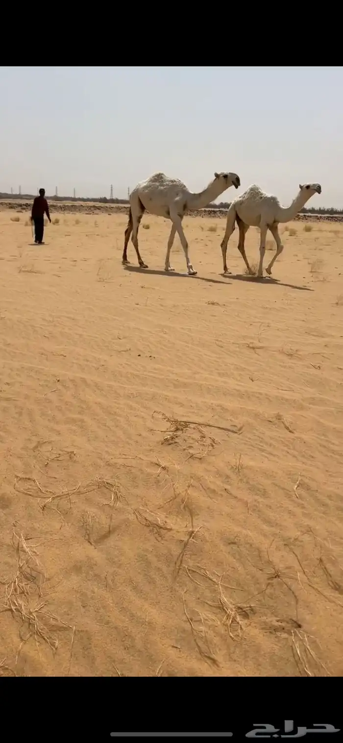 قعود اوضح فردي على نوار الضويلع 1