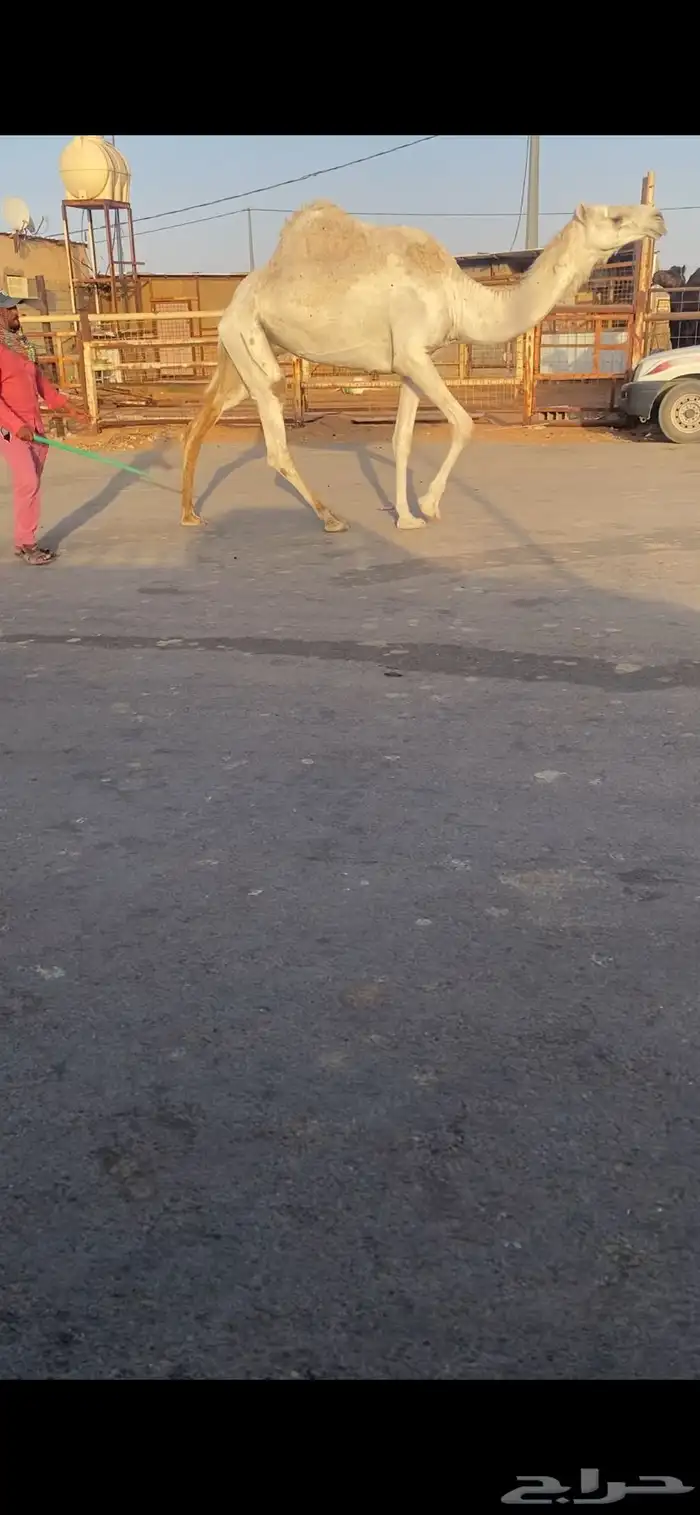 للبيع الخفوت الوضحه الي على جميع الشروط 3