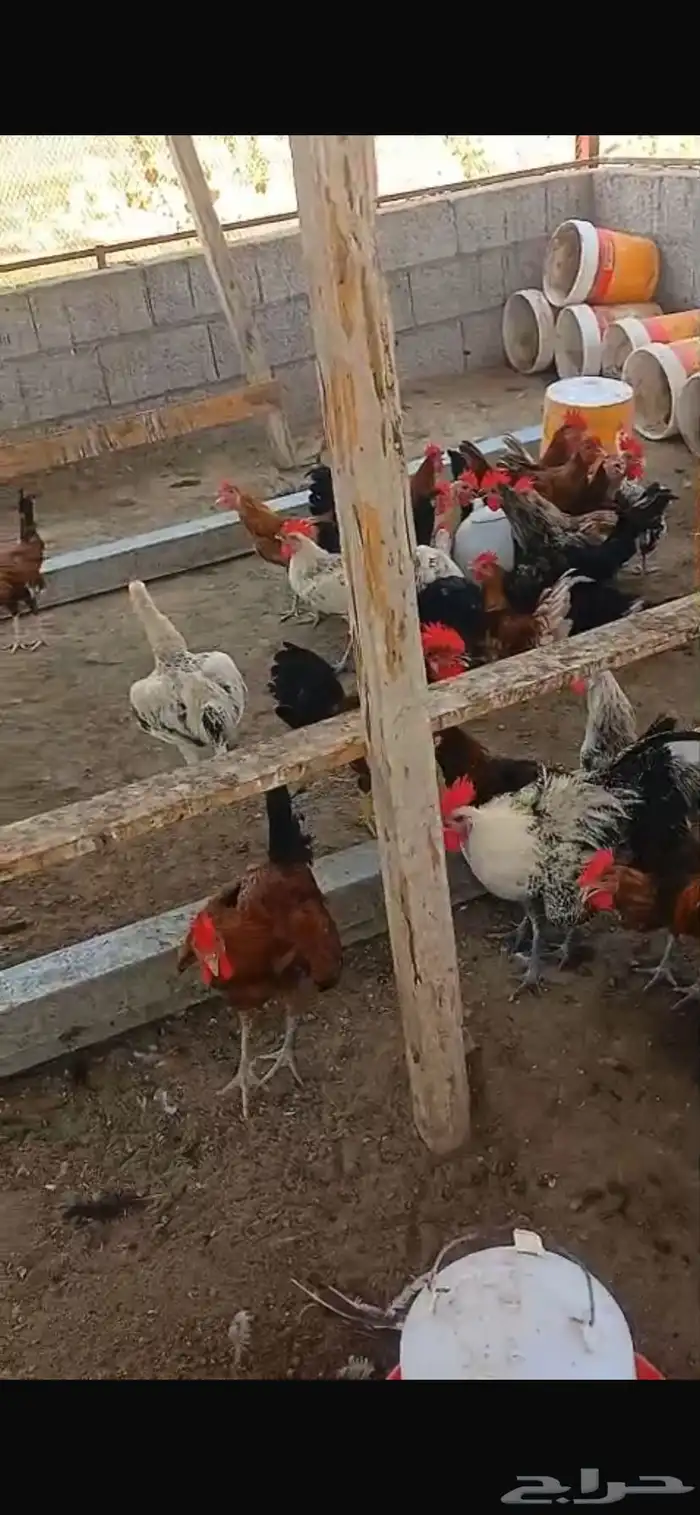 دجاج بلدي 1