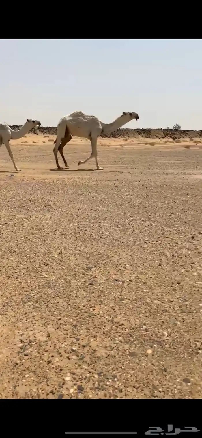 قعود اوضح فردي على نوار الضويلع 5
