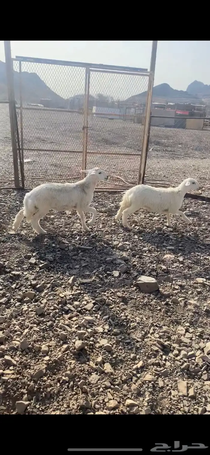 طلي ورخل نضيفه ومقفله شحم عمارها حول 4 اشهر 2