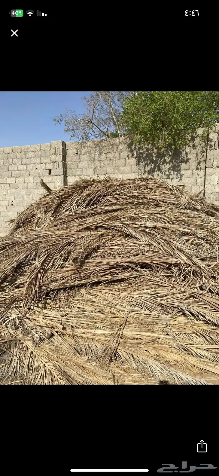 جريد سعف للبيع توصيل ينيع خارج ينبع 1