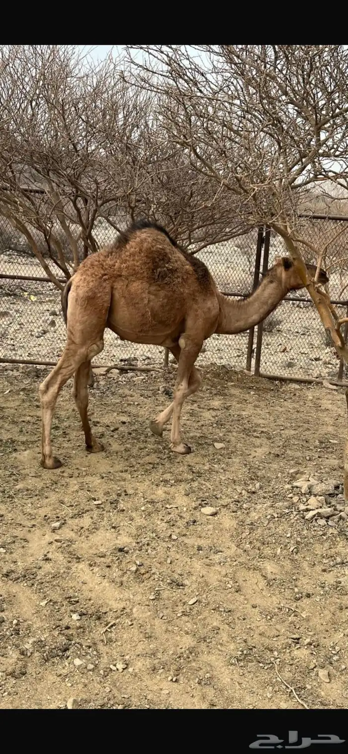 حشو ثنين للبيع 2