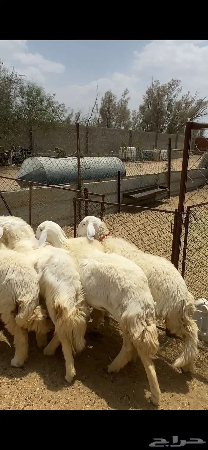 تم البيع 2